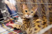 Бенгальские коты на выставке в Кемерово имели успех