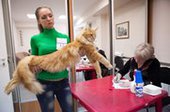 Бенгальские коты на выставке в Кемерово имели успех