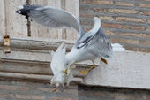 Ватиканских голубей мира заклевали на глазах у верующих