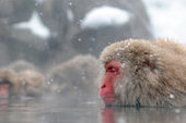 На церемонию прощания с обезьяной в японский парк пришли 800 человек