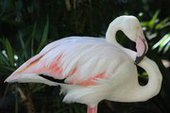 В Австралии усыпили старейшего в мире фламинго
