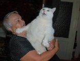 18-килограммовый кот прогнал грабителей