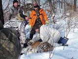В Приамурье найден раненый тигр