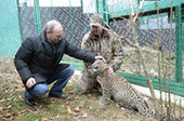 Путин посетил леопарда