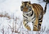 В приморском селе Киевка тигр напал на собак