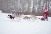 По Куликовому полю на упряжках