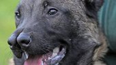 Собака с раздвоеным носом нашла нового хозяина