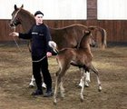 Жеребенок из пробирки