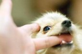 Смена молочных зубов у щенка