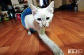 "Комплекс Наполеона": в Екатеринбурге разводят самых маленьких кошек в мире