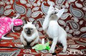 "Комплекс Наполеона": в Екатеринбурге разводят самых маленьких кошек в мире