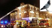 В Лондоне из-за голубя загорелся многоквартирный дом