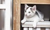 В Екатеринбурге появятся "окна жизни" для животных