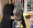 Крыса монстр, хозяйничала на кухне