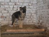 Новая порода собак – волкособ выведена кинологами полицейского питомника России