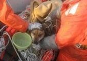 В Японии спасли собаку, которая три недели провела в открытом море