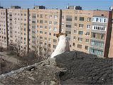 В Краматорске пса спасли с крыши девятиэтажки