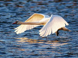 Лебединая пара снова вместе в Приморском сафари-парке