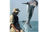 Боевые дельфины США прибыли в Чёрное море