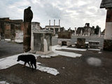 В знаменитых Помпеях бездомные собаки получат микрочип