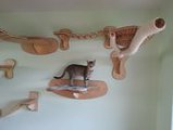Мебель для кошек на... потолке
