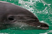 Жадный дельфин умер от переедания