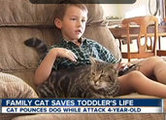 Кот, спасший ребенка от собаки, стал очень популярным в интернет