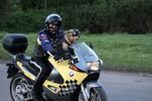 У знаменитого кота-байкера украли мотоцикл
