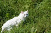 Кошка-экстремал сплавляется на каяке вместе с хозяином