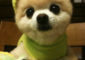 Шунсуке – самый очаровательный пес Японии