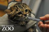 Черноногие котята впервые появились на свет в филадельфийском зоопарке