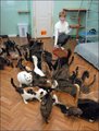 91 кошка и две собаки живут в в двухкомнатной квартире