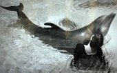 Участница эксперимента НАСА впервые рассказала о своем романе с дельфином