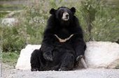 Медведям из Приморья наденут радиоошейники
