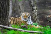 Художественный фильм "След тигра" снимут в Приморье