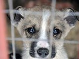 Налог на домашних животных в Приморье: общественники за, Госдума воздерживается