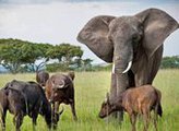 Слониха, "усыновленная" буйволами