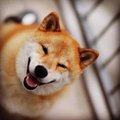 Самый улыбчивый пёс - Мару из Японии