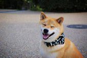 Самый улыбчивый пёс - Мару из Японии