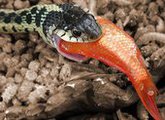 Что и как едят змеи