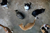Остров Тонаванда в Нью-Йорке заполонили бродячие кошки