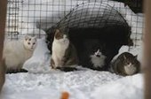 Помощь бездомным животным в морозы