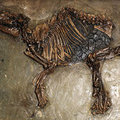 В республики Башкортостан найдены фрагменты костей мамонта