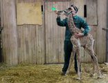 В зоопарке «Роев Ручей» покажут первого жирафенка родившегося в Сибири