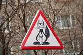 В Мурманске появился знак "Осторожно, коты!"