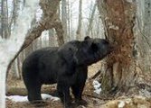 Уссурийский медведь "выгнал" из своих домов более 100 жителей деревни в Китае