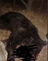 Медведь едва не растерзал женщину в Приморье