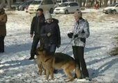Во Владивостоке провели "Снежный бал" для хвостатых.