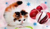 Новогодние выставки кошек пройдут в Приморье