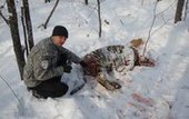 В национальном парке "Земля леопарда" произошла смертельная схватка тигров